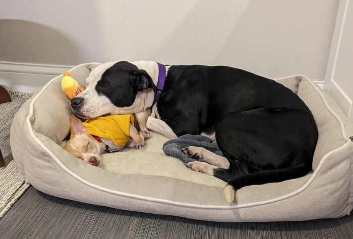 Two vastly different shelter dogs snuggling, forming a beautiful bond on a shared bed.
