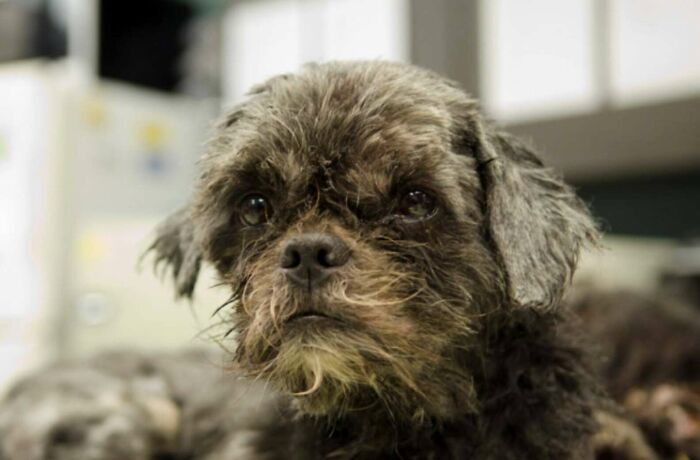 Matted dog after grooming, previously frozen, with six pounds of fur removed.