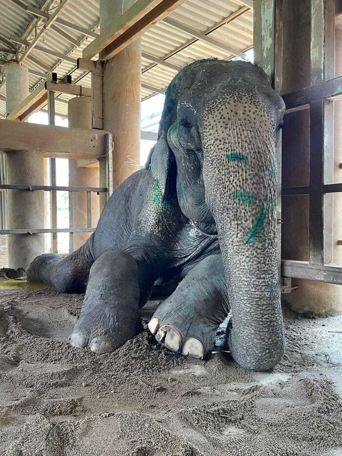 Rescued elephant resting peacefully indoors, finally enjoying comfort after years of hardship. Rescued elephant resting peacefully indoors, finally enjoying comfort after years of hardship.