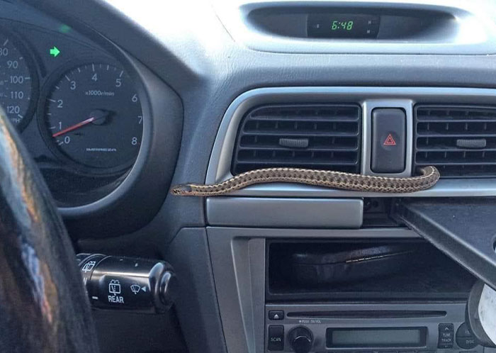 Snake on car dashboard while driving at night, showcasing a bizarre encounter.