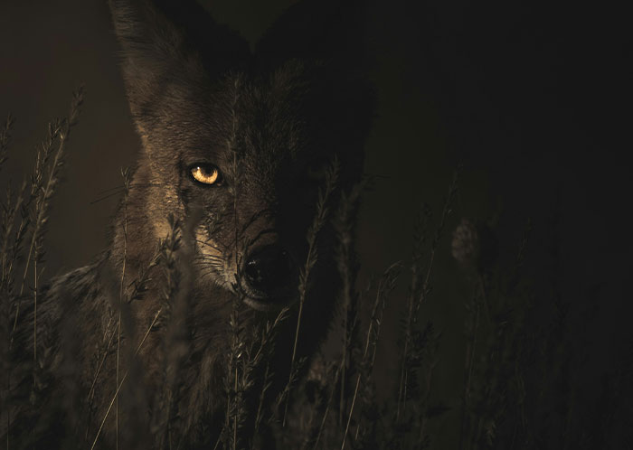 A coyote with glowing eyes hidden in tall grass at night, representing weird things seen while driving at night.
