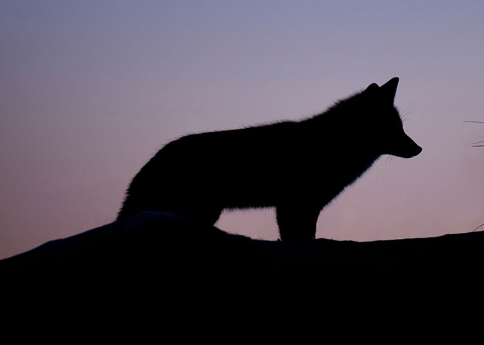 Silhouette of a fox at night, representing the weirdest things seen driving after dark.