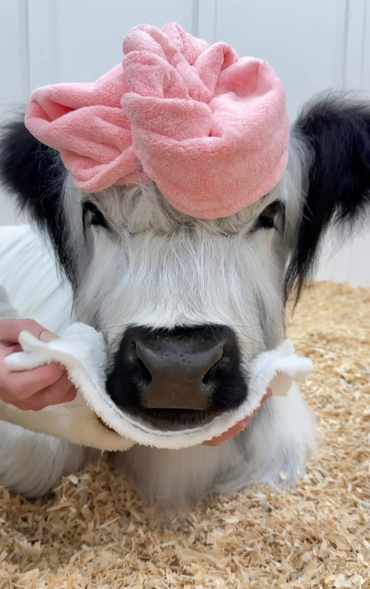 Cute baby calf with pink towel on head, getting a face wipe.