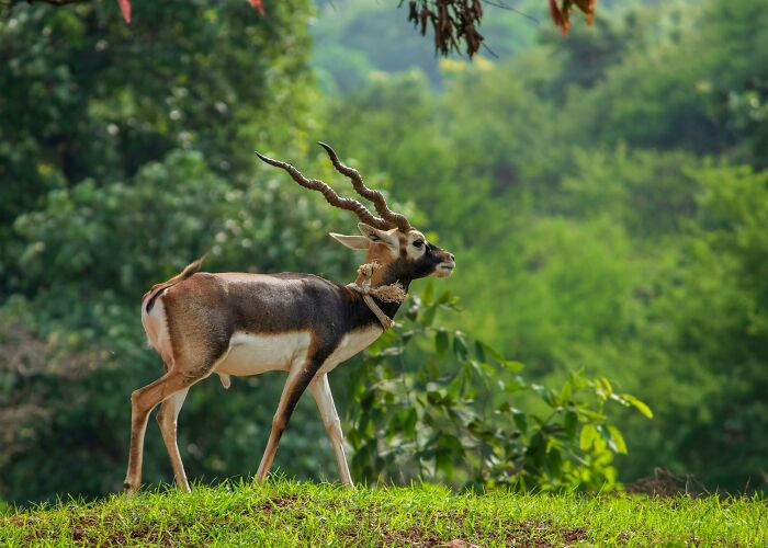 A blackbuck stands on green grass in a forest.