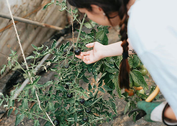 Person tending to a tomato plant, illustrating a trivial reason for calling police.