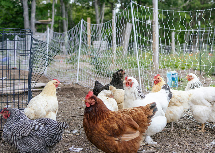 Several chickens gathered near a fenced area on a farm, illustrating a scene where police were called for dumb reasons.
