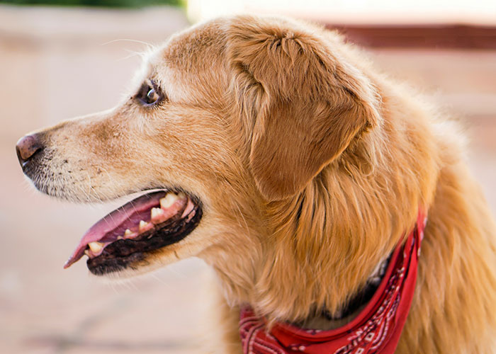 Golden retriever wearing a red bandana, shown in profile, illustrating times police were called for dumb reasons involving pets.
