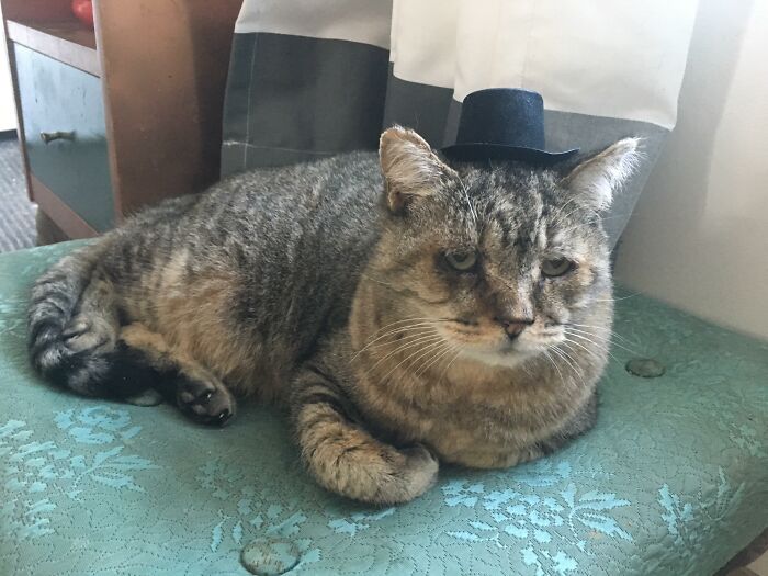 Cat with small hat lounging on a teal cushion for a funny-stuff cats theme.