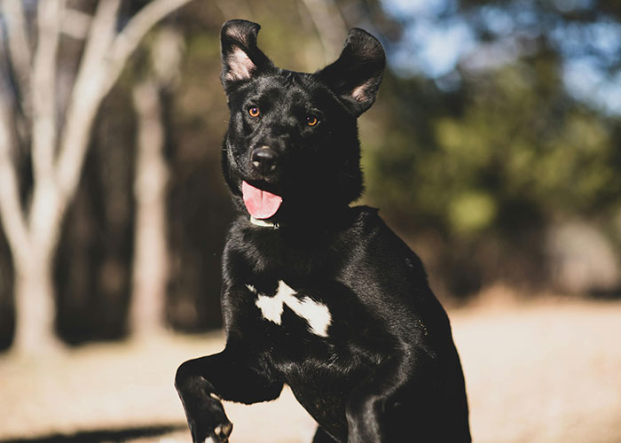 Black dog playfully jumping outdoors during Thanksgiving.