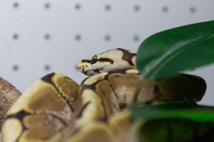 A pet snake coiled around leaves, representing things people bought as adults denied in childhood.