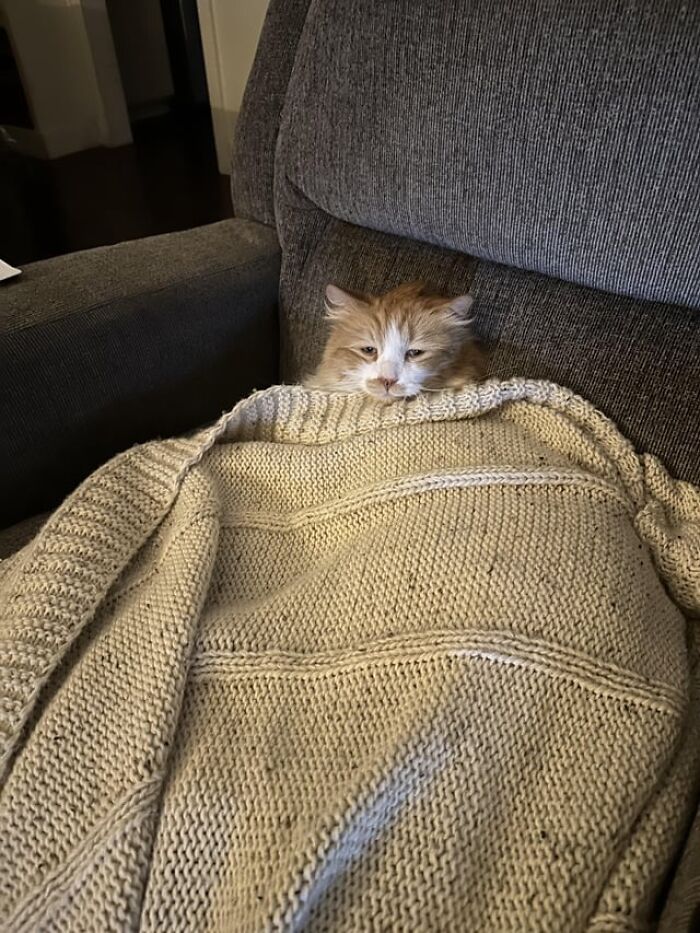 Ginger and white cat catnapping cozily under a beige knitted blanket on a gray armchair.