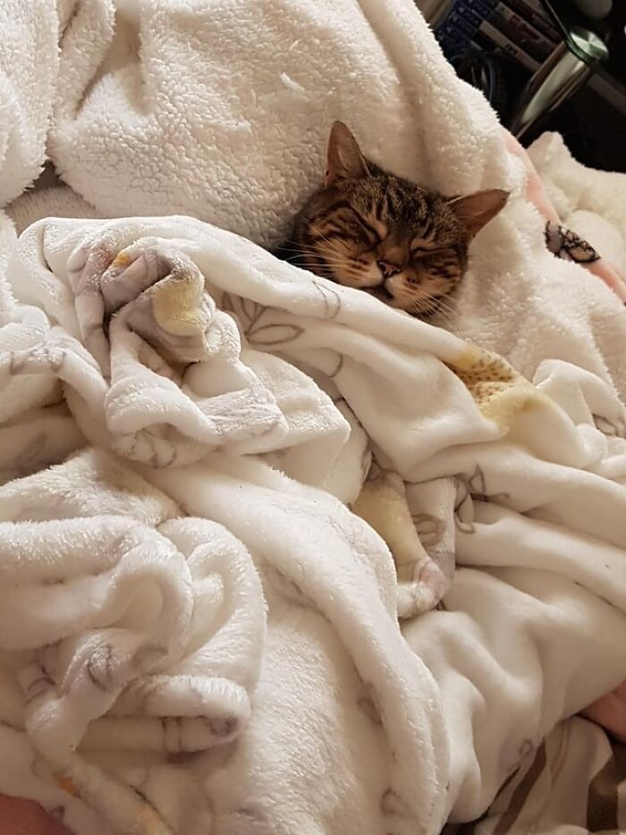 Tabby cat catnapping cozily wrapped in soft white blankets creating a warm and comfortable resting spot.
