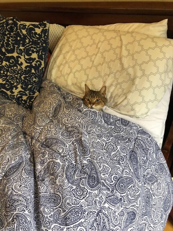 A kitten tucked under a paisley blanket, head resting on a patterned pillow, looking cozy and relaxed.