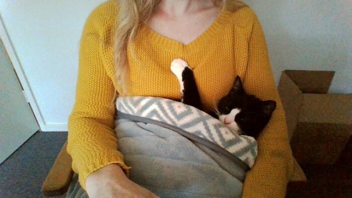 Black and white cat catnapping cozily in a blanket on a person wearing a mustard yellow sweater indoors.