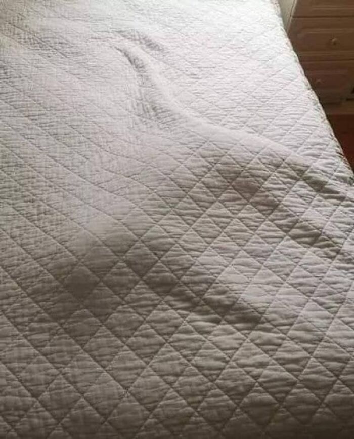 Catnapping on a white quilted bed with its body outline clearly visible beneath the blanket in a cozy spot.