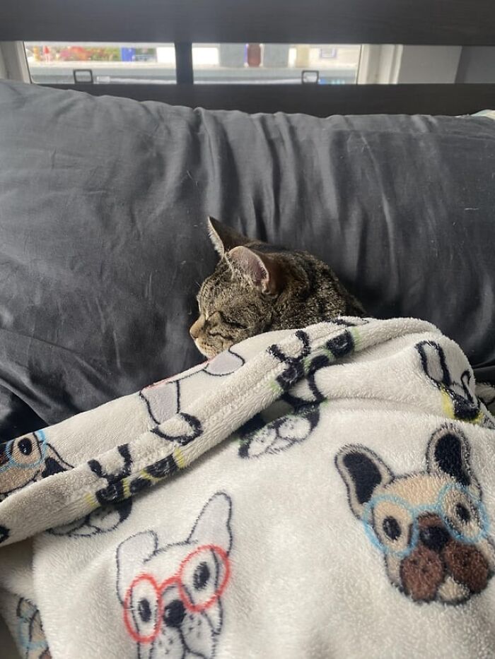 Tabby cat catnapping cozily under a blanket with dog faces, resting peacefully on a dark pillow in bed.