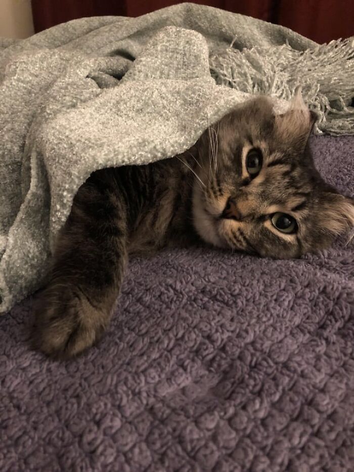 Tabby cat catnapping cozily under a soft gray blanket on a textured purple surface, showcasing adorable catnapping comfort.