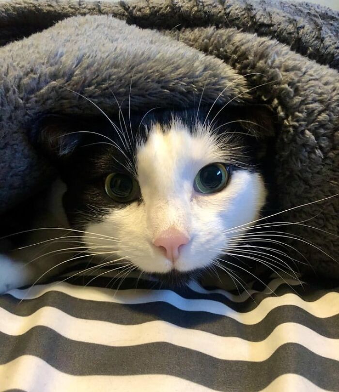 Black and white cat catnapping cozily under a soft grey blanket on a striped bedspread.
