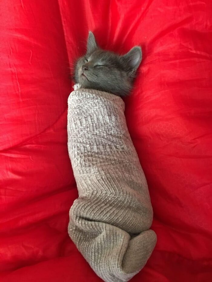 Gray kitten catnapping snugly wrapped in a cozy sweater on a bright red blanket, showcasing adorable catnapping comfort.