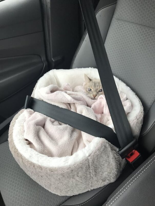 A kitten tucked snugly in a car seat, secured with a seatbelt and nestled in a soft blanket.