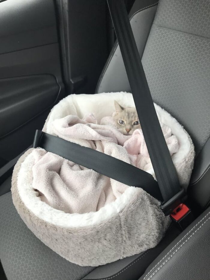 Catnapping cat secured with seatbelt in a cozy fluffy bed inside a car seat, resting on soft blankets.