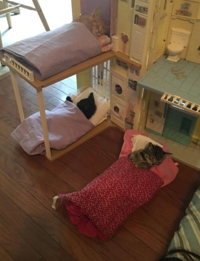 Three cats catnapping cozily tucked in miniature beds and blankets inside a dollhouse setup.