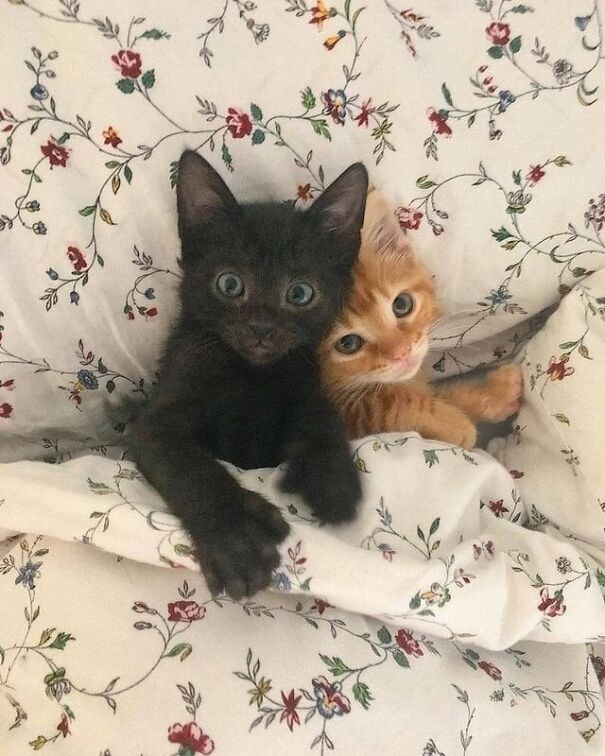 Tucked kittens snuggled together under a floral blanket, showcasing adorable companionship and coziness.
