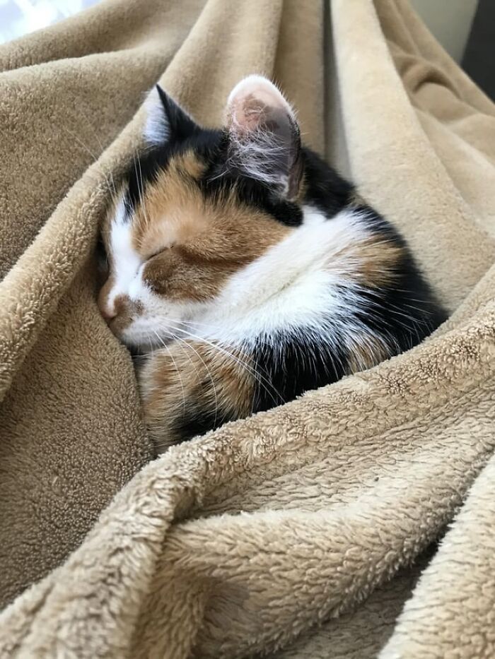 Calico cat catnapping cozily wrapped in a soft beige blanket, showcasing adorable cat catnapping comfort.