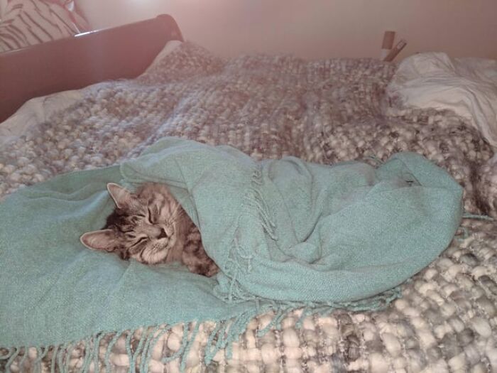 Tabby cat catnapping cozily wrapped in a soft turquoise blanket on a textured bedspread.