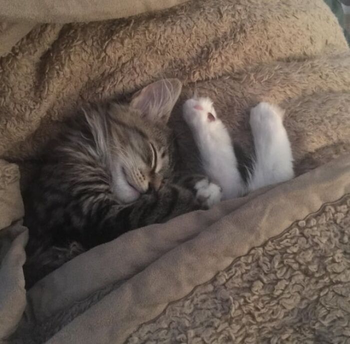 Tabby cat catnapping comfortably under a soft, cozy blanket with paws stretched out on a textured bedspread.