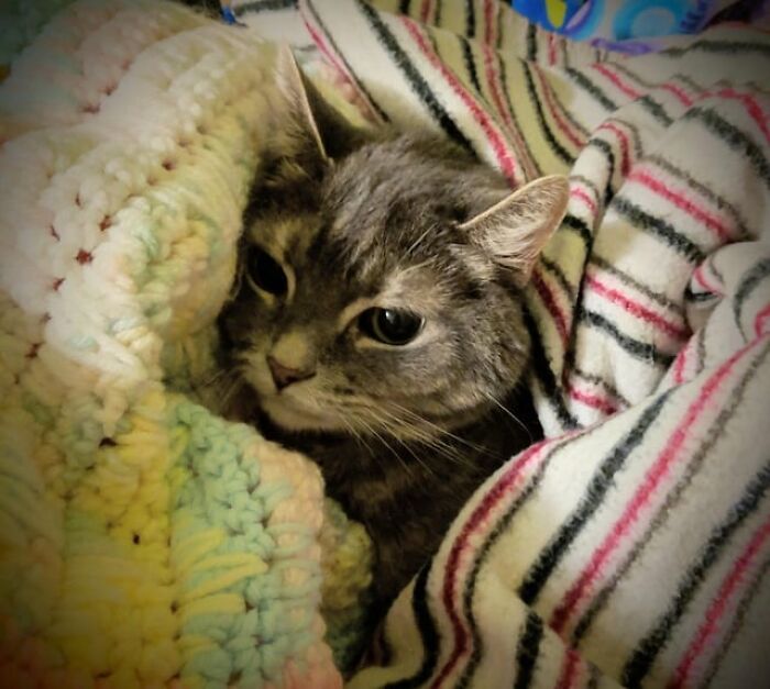 Gray tabby cat catnapping cozily wrapped in colorful knitted and striped blankets showing adorable relaxation.