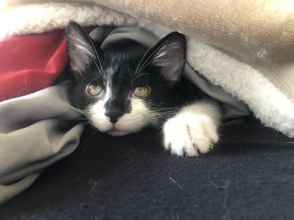 Black and white kitten tucked in cozy blankets, peeking out with curious eyes.