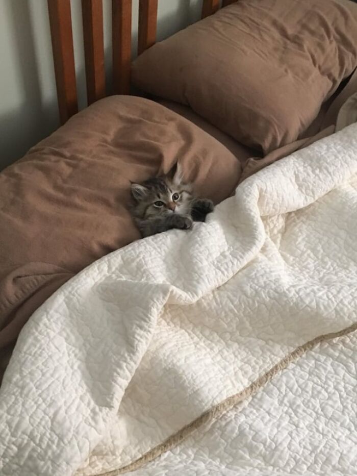 Kitten catnapping cozily tucked under a white quilt between brown pillows on a wooden bed frame.