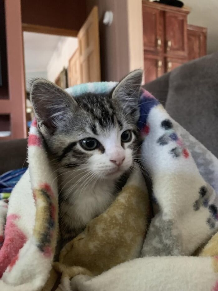 Kitten wrapped in a soft colorful blanket catnapping in one of the coziest ways possible indoors.