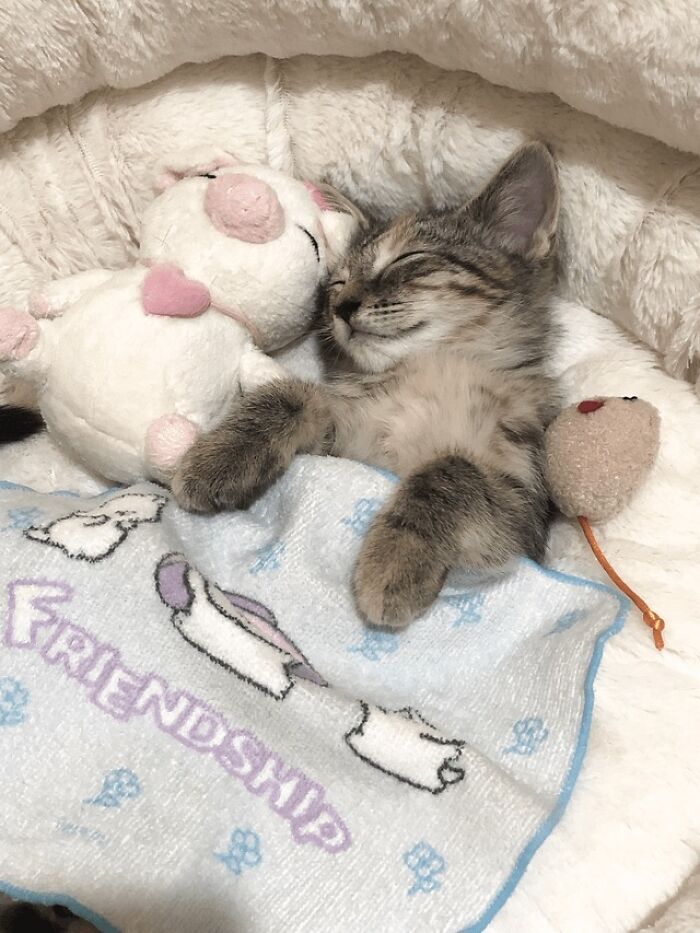 Sleeping kitten catnapping in the coziest way, cuddled with a plush toy and covered by a friendship blanket.