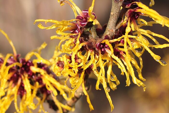 Yellow witch hazel blooms with droplets on branches, illustrating hygiene hacks.