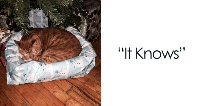Unwrap The Holiday Fun With 45 Funny Christmas Memes