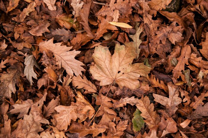 A pile of autumn leaves covering the ground, showcasing rich brown and orange tones.