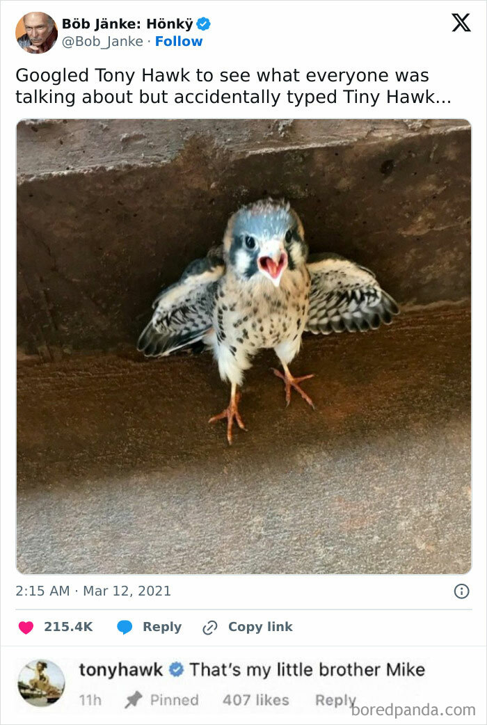 Tiny hawk bird with wings spread in a funny social media post exchange.