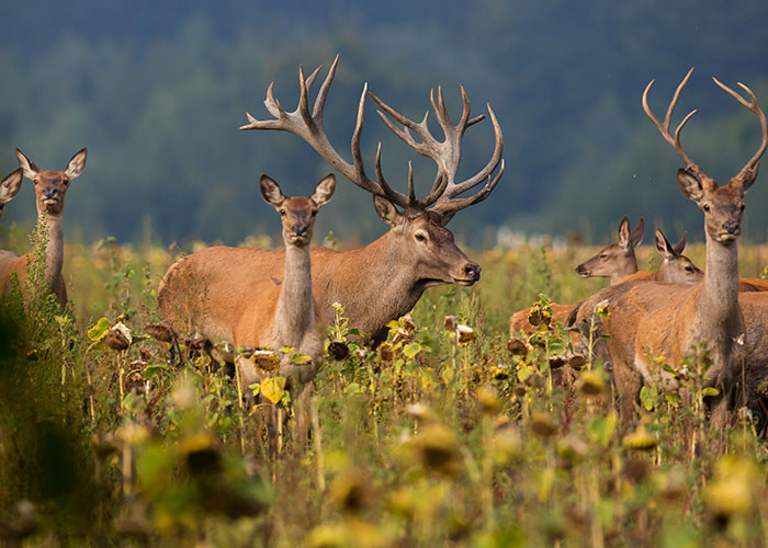 Herd of deer with large antlers standing in a field of sunflowers, surrounded by lush greenery and a blurry forest background.