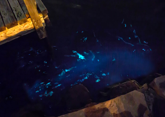 Bioluminescent waters glowing near a dock at night, creating an eerie sea sighting.