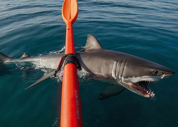Shark swimming near an orange kayak paddle, creating a wild sighting at sea.