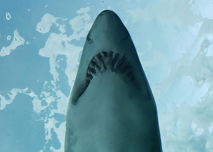 Shark swimming beneath the ocean surface, showcasing its teeth.