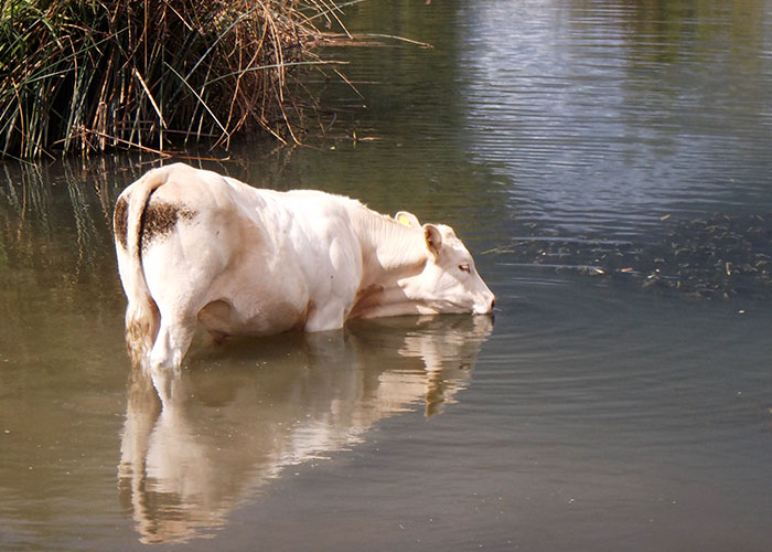 Cow standing in water near reeds, illustrating unusual sightings at sea.