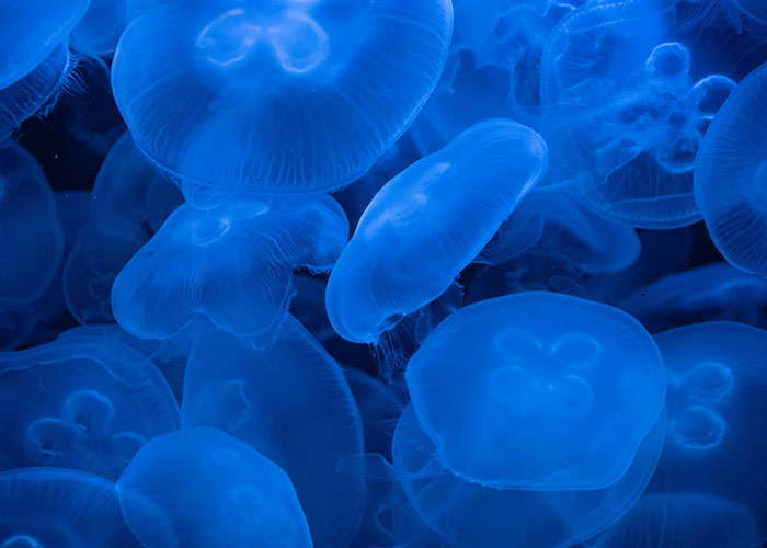 “Full Size Refrigerator Just Floating”: 30 Wild Sightings At Sea To Make You Ever-More Cautious