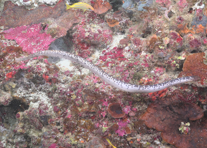 Spotted eel glides over vibrant coral reef, a unique marine sighting that captivates the cautious sea explorer.