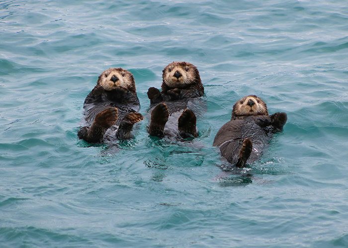 Three otters floating together in the sea, showcasing wild sightings at sea.