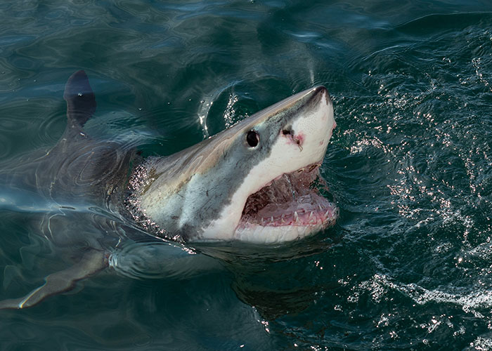 Shark sighting at sea, emerging from the water with open mouth showing sharp teeth.