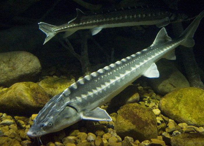 Two sturgeons swimming near rocks at the bottom of the sea.
