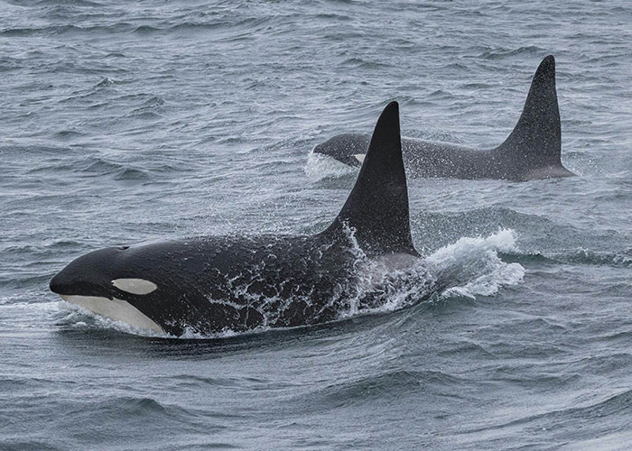 Orcas swimming in the ocean, showcasing wild sightings at sea.